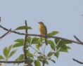 /album/photogallery/brown-rumped-bunring-tendaba-jpg/
